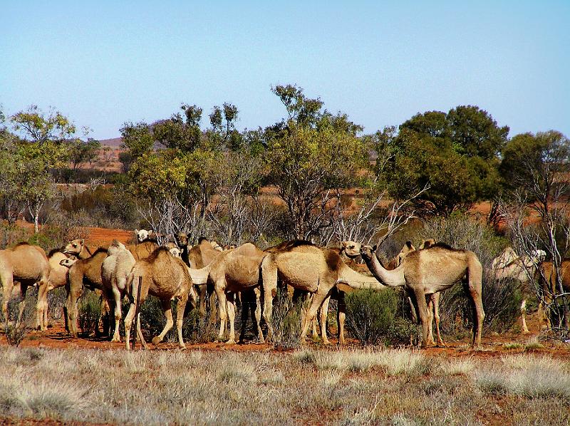 Wilde Kamele.jpg - In Australien, gibt es eine beträchtliche Population von verwilderter Dromedare. (Camelus dromedarius)
